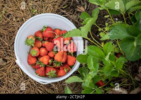 Strawberry picking at North Arm Farm in Pemberton. Stock Photo