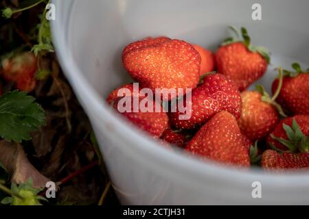 Strawberry picking at North Arm Farm in Pemberton. Stock Photo