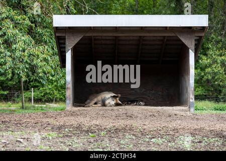 Dirty pig lying on ground and sleeping in shed near mud on summer day on local farm in Pemberton Village in British Columbia, Canada Stock Photo