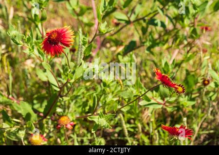 Indian Blanket or Indian Blanketflower, Gaillardia pulchella, growing in the Great Salt Plains of Oklahoma, USA. Oklahoma State flower. Stock Photo