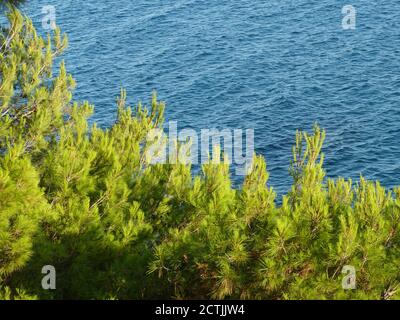 Light green young pine trees on shore of blue Adriatic Sea. Green and blue colors. Summer sea idyllic landscape. Beautiful mediterranean nature. Stock Photo