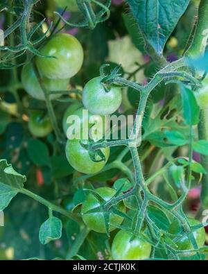 Cherry tomatoes, 'Husky Cherry Red' on the vine before ripening in mid July. Kansas, USA. Stock Photo