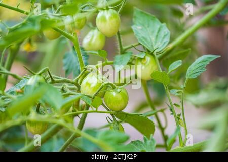 Cherry tomatoes, 'Husky Cherry Red' on the vine before ripening in mid July. Kansas, USA. Stock Photo