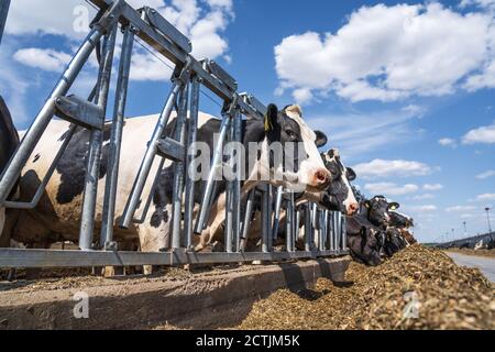 Holstein Cows on Dairy Farm eating hay in outdoor stable. Stock Photo