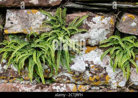 Common Maidenhair Spleenwort or Asplenium trichomanes subsp quadrivalens growing in sandstone wall, Cumbria, England, UK Stock Photo