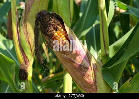 Half-open corncob in the corn field with ripe golden yellow grains Stock Photo