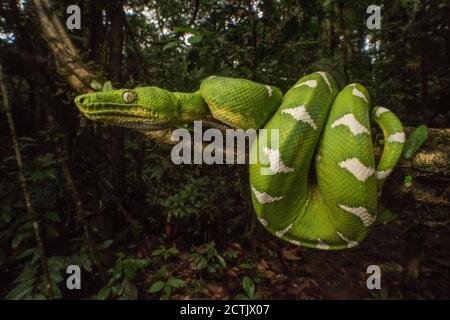 The emerald tree boa (Corallus batesii) formerly C. caninus from the Amazon rainforest in Yasuni National Park in Ecuador. Stock Photo