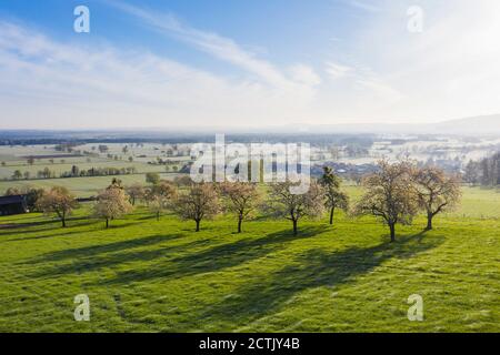 Drone view of wild cherries (Prunus avium) blossoming in spring Stock Photo