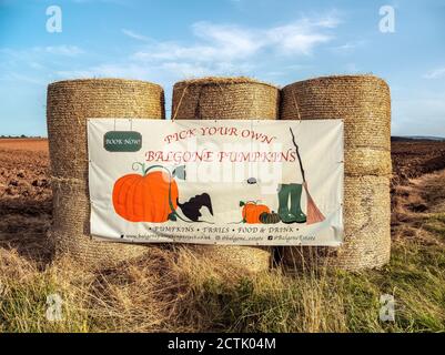 Pick Your Own Pumpkins sign, North Berwick, East Lothian, Scotland, UK. Stock Photo