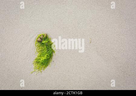 Seaweeds lying on beach sand Stock Photo