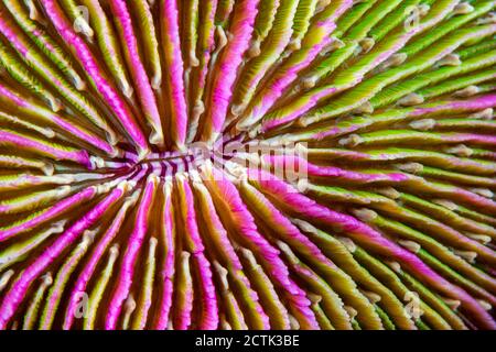 Mouth detail of a colorful and healthy mushroom coral, Fungia fungites, that is growing on a tropical coral reef in the Philippines. Mushroom coral is Stock Photo