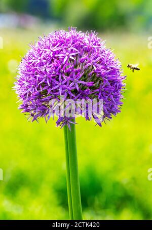 Bee flying toward pink blooming amaryllis flower (Allium aflatunense) Stock Photo