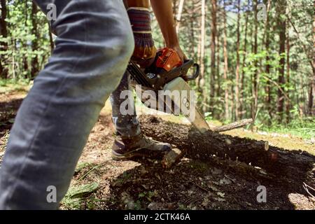 Lumberjack cutting log with electric chainsaw in forest Stock Photo