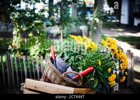 Flower pots and hand trowels in basket and wooden box at garden Stock Photo