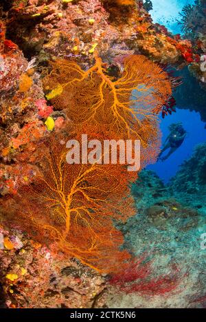Diver (MR) framed in an archway and two huge fans of gorgonian coral, Fiji. Stock Photo