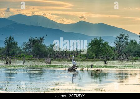 Bird perching on tree stump floating in Lake Kerkini, Macedonia, Greece Stock Photo