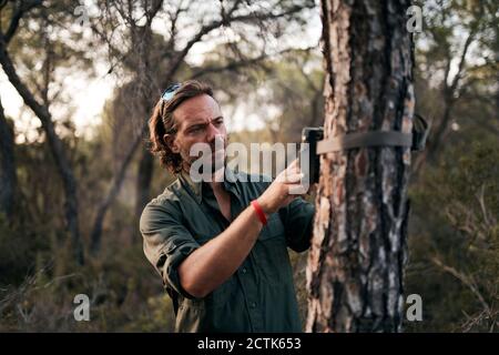 Man adjusting the settings in trail camera mounting on tree trunk in forest Stock Photo