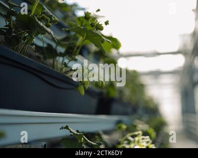 Close-up of strawberries growing in greenhouse Stock Photo