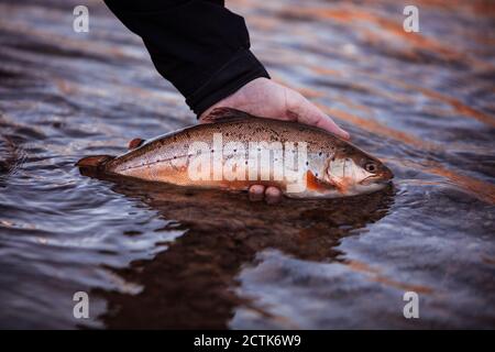 Fisherman hand releasing caught fish in river Stock Photo