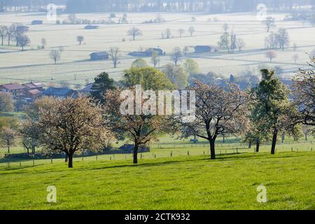 Wild cherries (Prunus avium) blossoming in spring Stock Photo