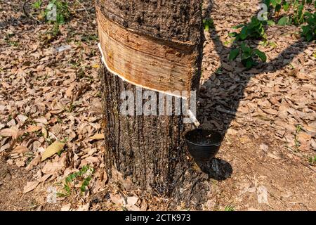 Latex being collected from tapped rubber tree Stock Photo