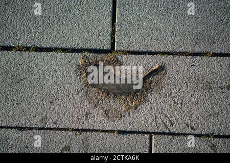 Old squashed banana on footpath Stock Photo