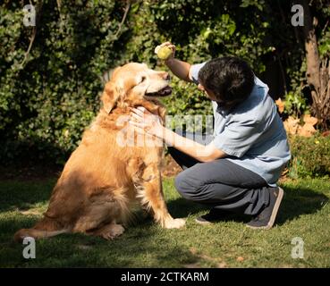 A latin man playing with a dog and a ball. Young man in the garden in front of a Golden Retriever with a tennis ball is in hand. With pet. Stock Photo