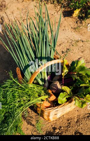 Basket of freshly harvested homegrown vegetables Stock Photo