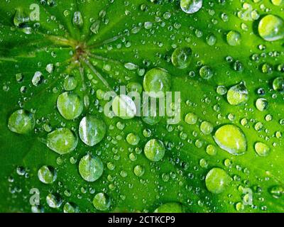 Green leaf covered in raindrops Stock Photo