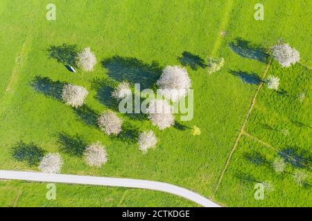 Drone view of wild cherries (Prunus avium) blossoming in spring Stock Photo