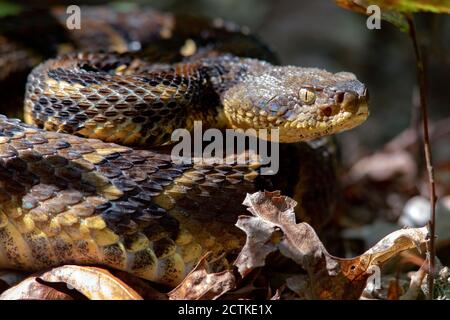 Timber Rattlesnake (Crotalus horridus) - Bracken Mountain Preserve, near Pisgah National Forest - Brevard, North Carolina, USA Stock Photo