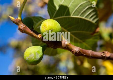 Figs growing on tree branch Stock Photo