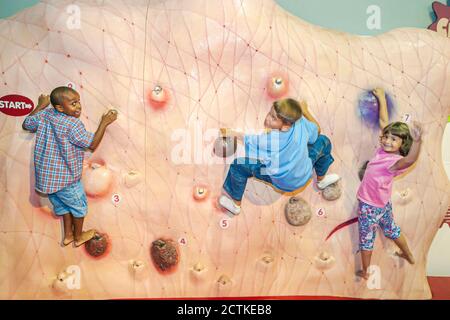 Huntsville Alabama,Sci-Quest Hands-on Science Center,inside interior climbing wall,Black African boy boys girl climb climbs Stock Photo