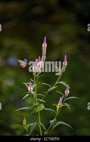 A butterfly was flying in the morning to feed on nectar from pollen. Stock Photo