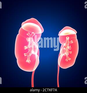 Human Urinary System Kidneys with Bladder Anatomy For Medical Concept 3D Illustration Stock Photo