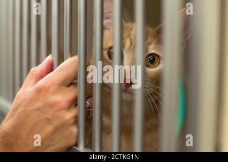 Cat in a cage in a veterinary clinic animal shelter looking out of a cage. Stock Photo