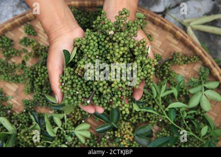 A farmer shows the Sichuan pepper picked in Zhenfeng County, Qianxinan Buyei and Miao autonomous prefecture in southwest China's Guizhou province, 13 Stock Photo