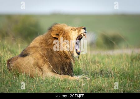 Horizontal portrait of a male lion with big mane yawning while lying in green grass in Masai Mara in Kenya Stock Photo