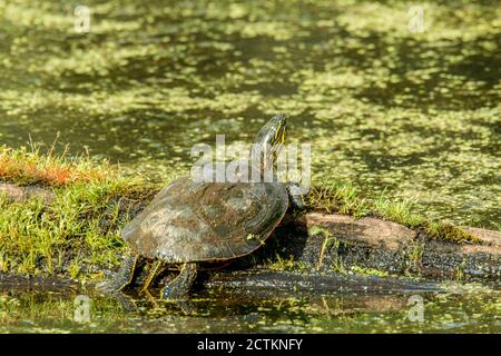 Ridgefield National Wildlife Refuge, Washington, USA.  Painted Turtle sunning on a log. Stock Photo