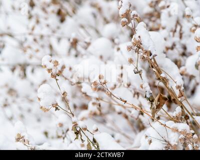 Thorny branches of trimmed bushes are covered with fresh snow. Copy space background Stock Photo