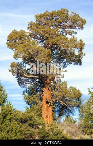 Central Sierra Nevada Mountains, California, USA.  The Western Juniper tree is common at high altitudes in the Sierra Nevada. Stock Photo