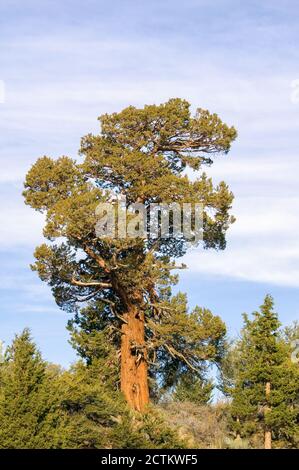 Central Sierra Nevada Mountains, California, USA.  The Western Juniper tree is common at high altitudes in the Sierra Nevada. Stock Photo