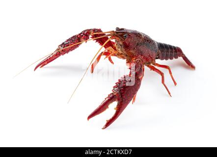 American crayfish on a white background Stock Photo