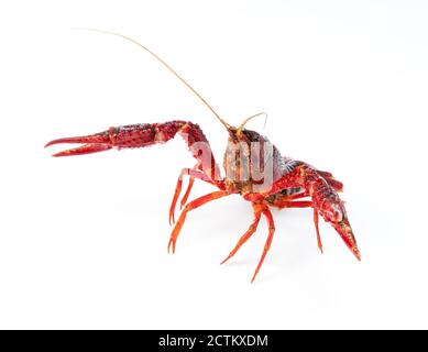 American crayfish on a white background Stock Photo