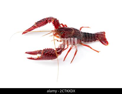American crayfish on a white background Stock Photo