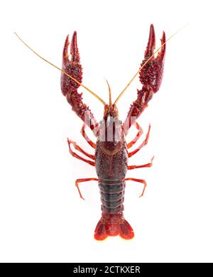 American crayfish on a white background Stock Photo