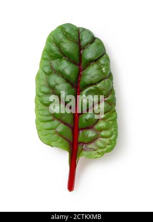 Swiss chard leaves on a white background Stock Photo