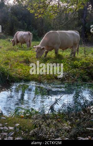 White cows, the Charolaise bread of cattle grazing in a meadow in the picturesque village of Giverny in Normandie, France. Stock Photo