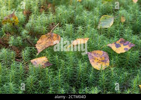 fallen autumn leaves on moss (common haircap) closeup selective focus Stock Photo