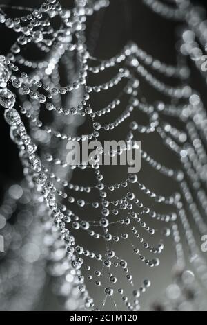 Close up of round silver drops of dew on a cobweb, black abstract background. Macro photo of dew drops with bokeh. Stock Photo